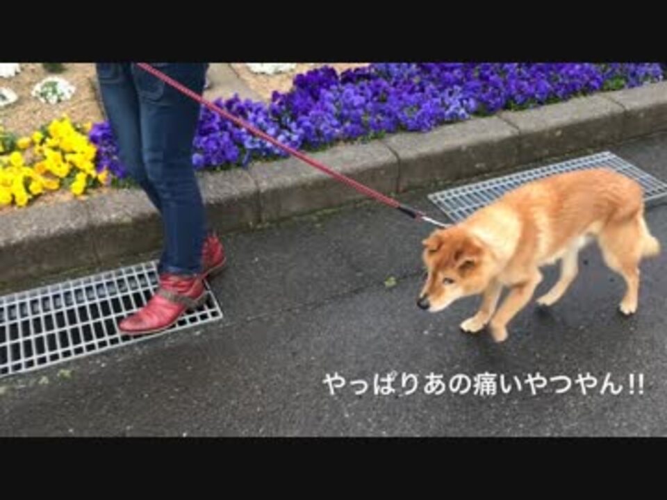 人気の 拒否犬 動画 40本 ニコニコ動画