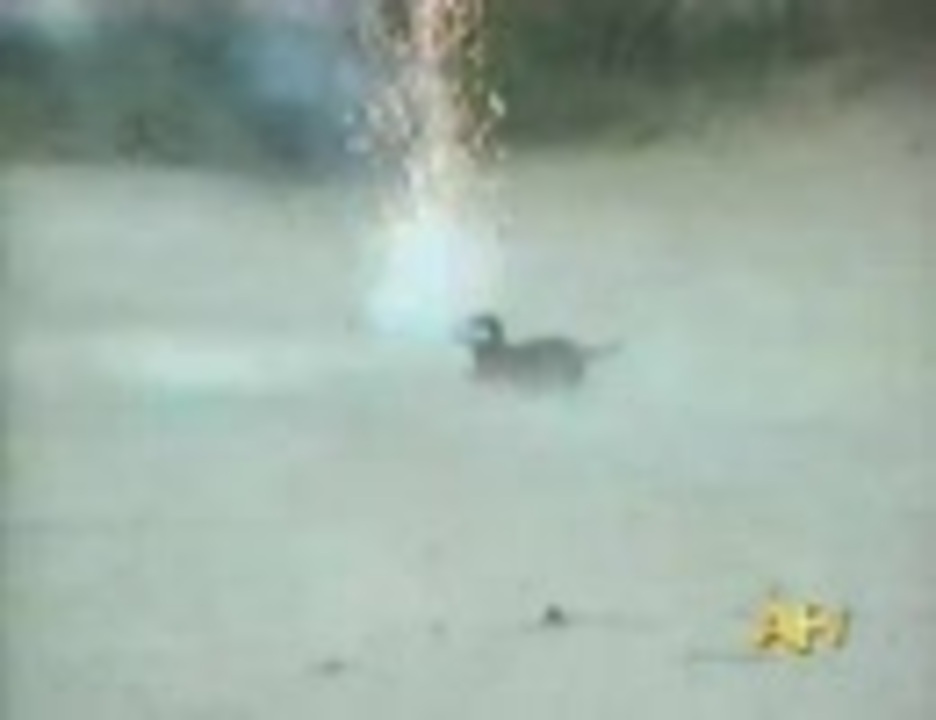 ロケット花火で攻撃する犬 ニコニコ動画