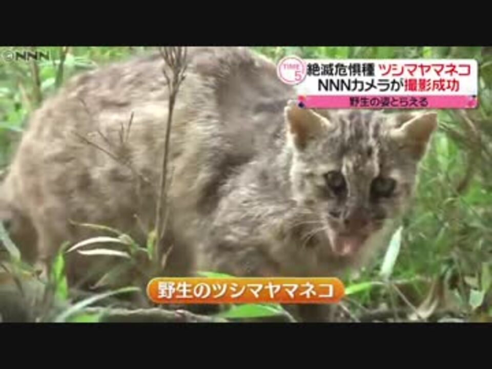 絶滅危惧種 ツシマヤマネコの姿捉える ニコニコ動画