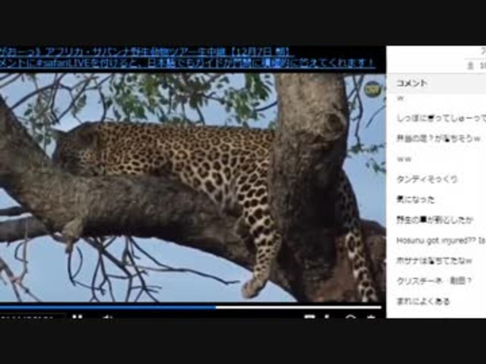 人気の ヒョウ 動画 141本 5 ニコニコ動画