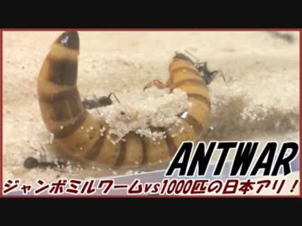 人気の ミルワーム 動画 133本 3 ニコニコ動画