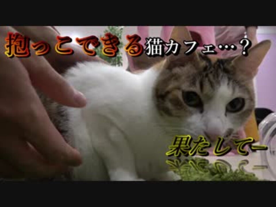 抱っこできる猫カフェ Cat Cafe Miacis ねこまみれ 兵庫県 神戸 南京町 ニコニコ動画