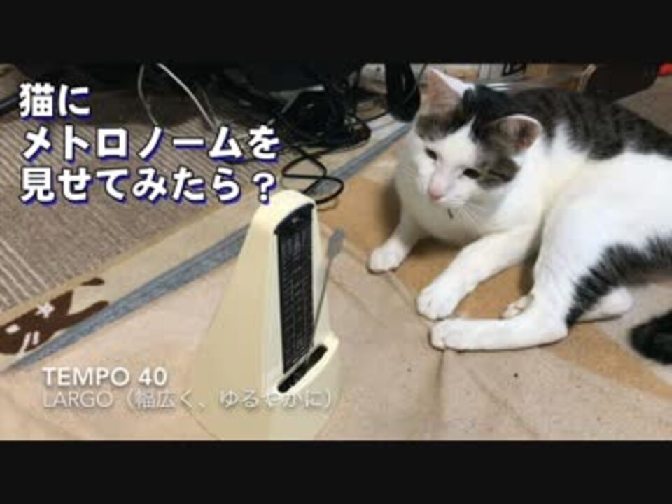 生まれて初めて猫にメトロノーム見せてみた ニコニコ動画