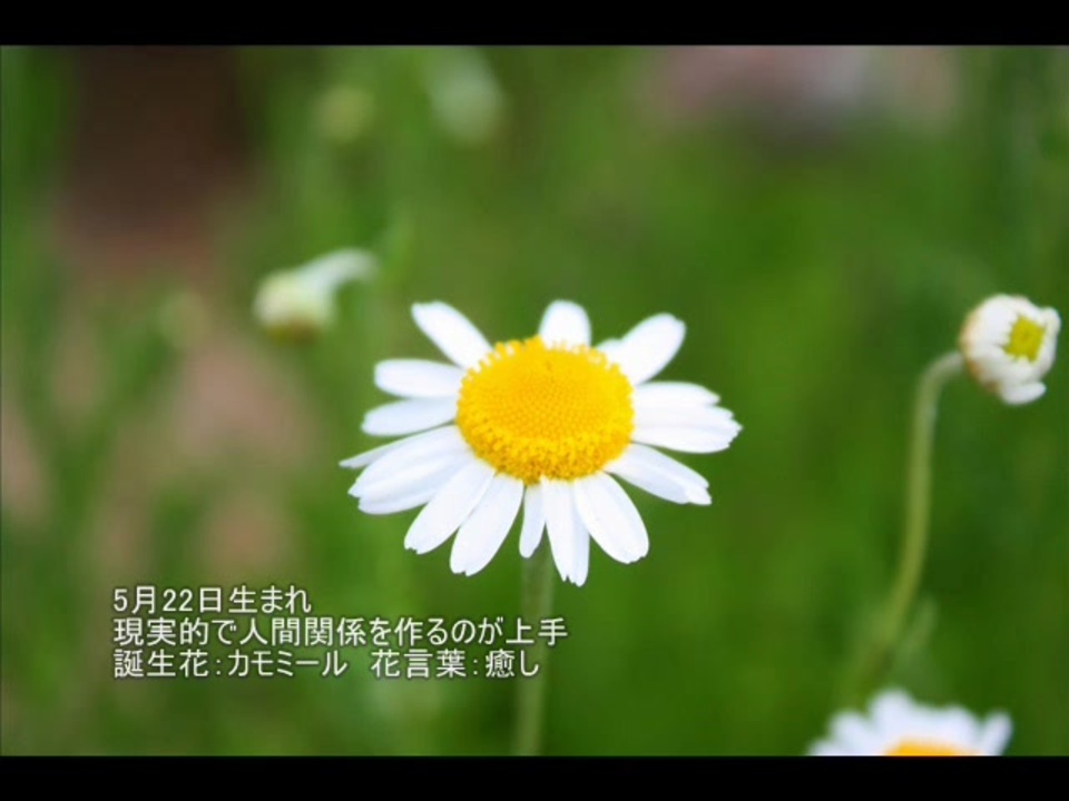 人気の 5月22日 動画 2本 ニコニコ動画