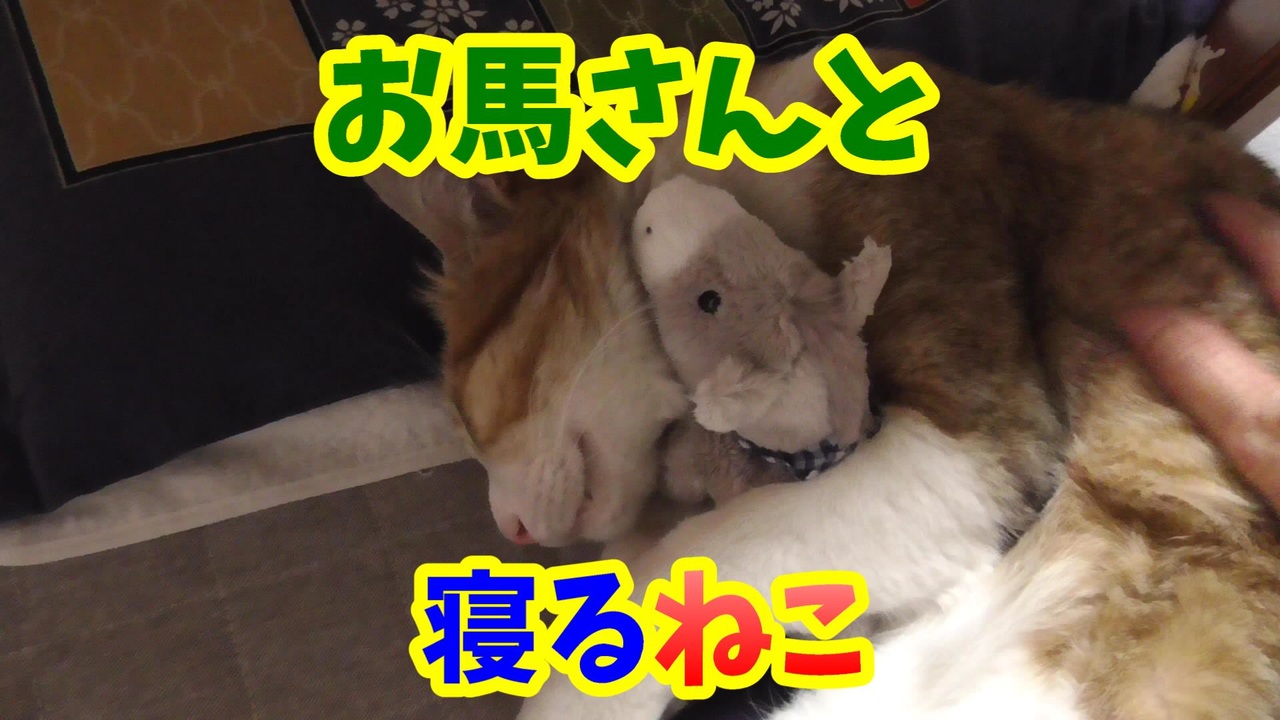 ぬいぐるみを大事そうに抱っこする猫に癒される ニコニコ動画