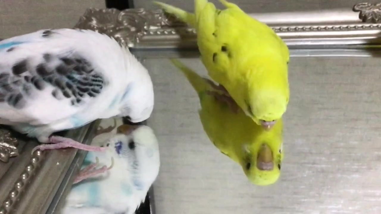 人気の 動物 セキセイインコ 動画 2 374本 36 ニコニコ動画