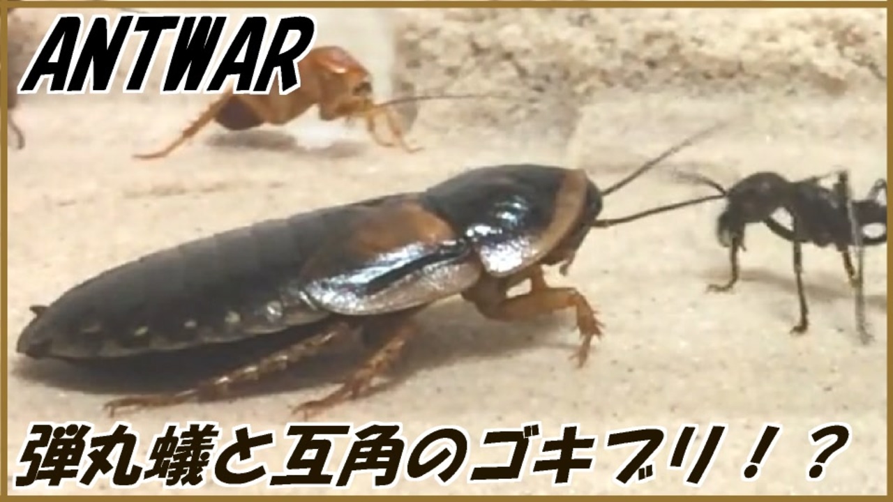 ゴキブリ アルゼンチン モリ デュビアの飼育と繁殖方法は？あげるエサで栄養価は変わる？