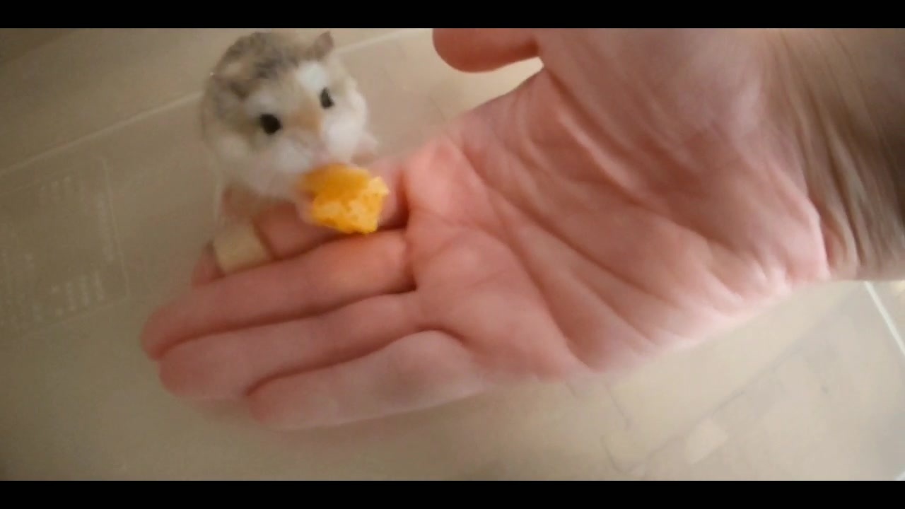 人気の サファイアブルーハムスター 動画 8本 ニコニコ動画
