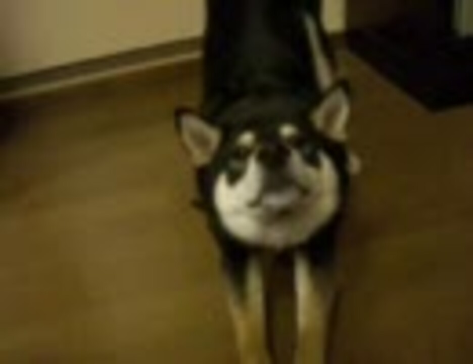 のびをするいぬ ニコニコ動画