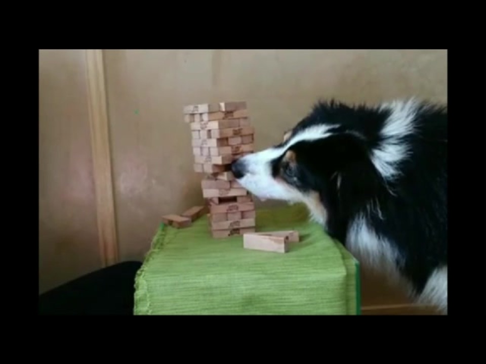 ジェンガをするボーダーコリー犬 ニコニコ動画