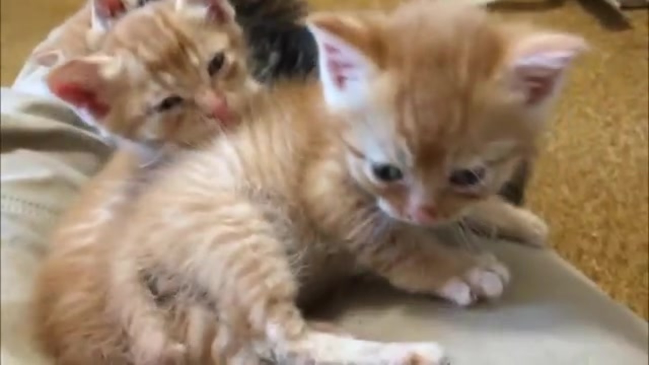 子猫 あーっ お客様 困ります お客様 あーっ ニコニコ動画