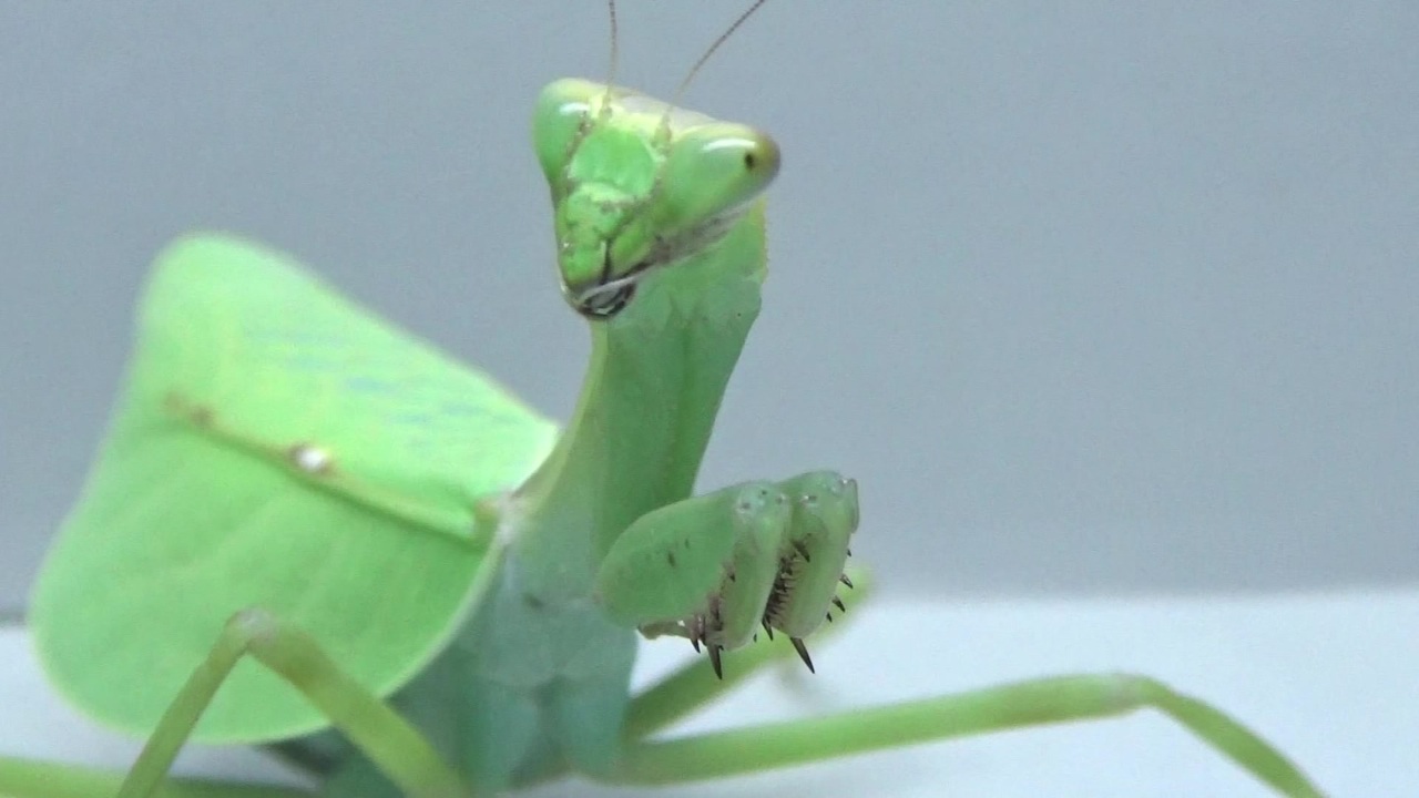 閲覧注意 再編集 ニセコノハカマキリ にゴキブリを食べさせてみた Pseudoxyops Perpulchra ニコニコ動画