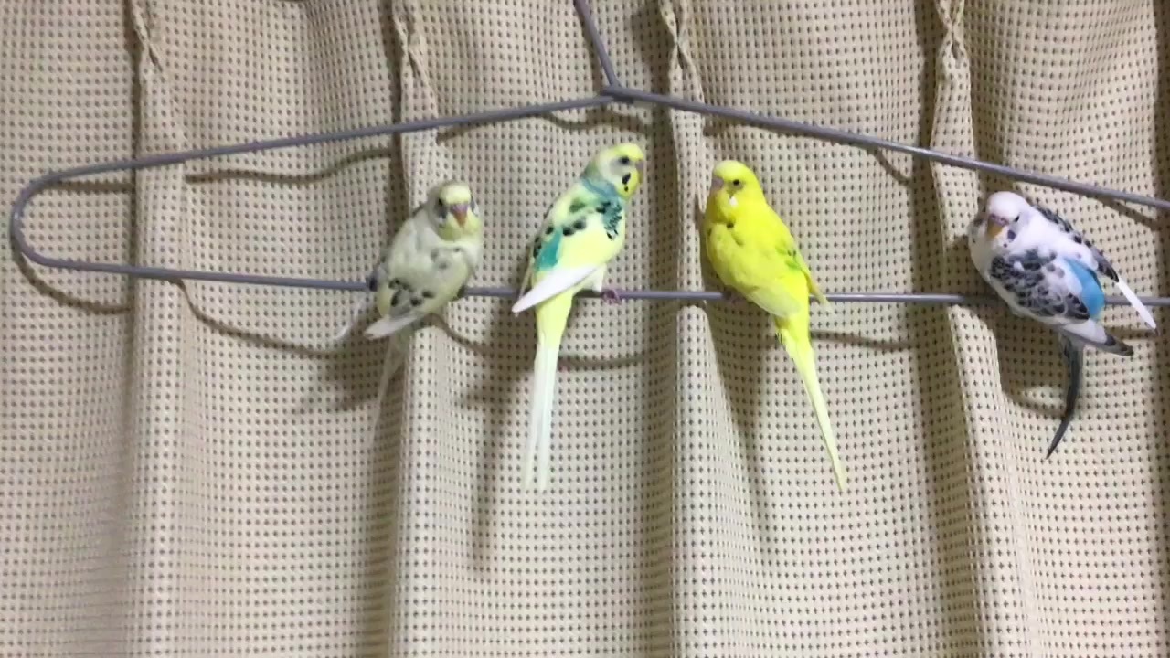 人気の インコ Av アニマルビデオ 動画 1 419本 8 ニコニコ動画