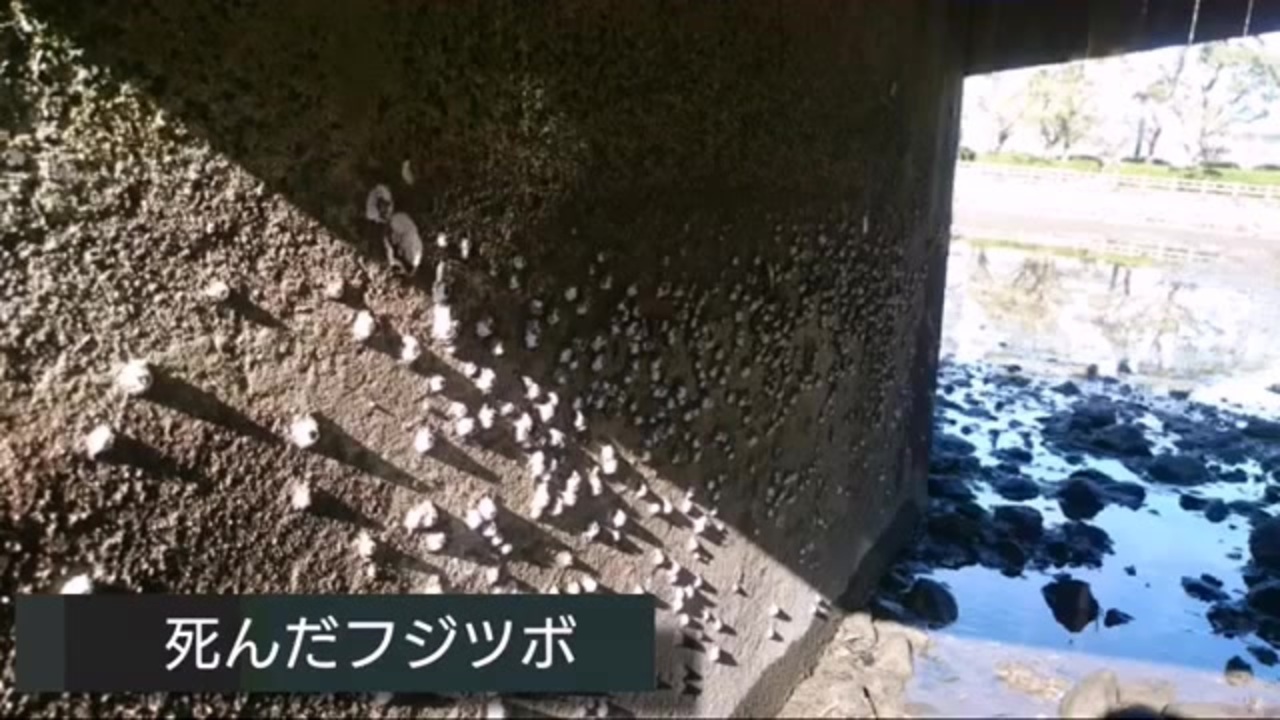 池の水ぜんぶ抜く の被害 大村公園の池とボラが放された池 転載 ニコニコ動画