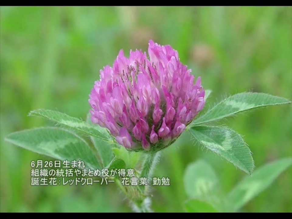 誕生日に贈る言葉 6月生まれ Hayamimiiruka3さんの公開マイリスト ニコニコ