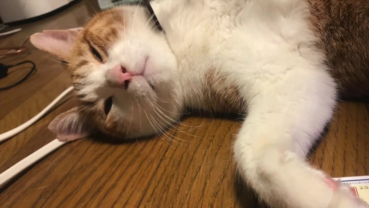 人気の 猫万歳 動画 451本 ニコニコ動画