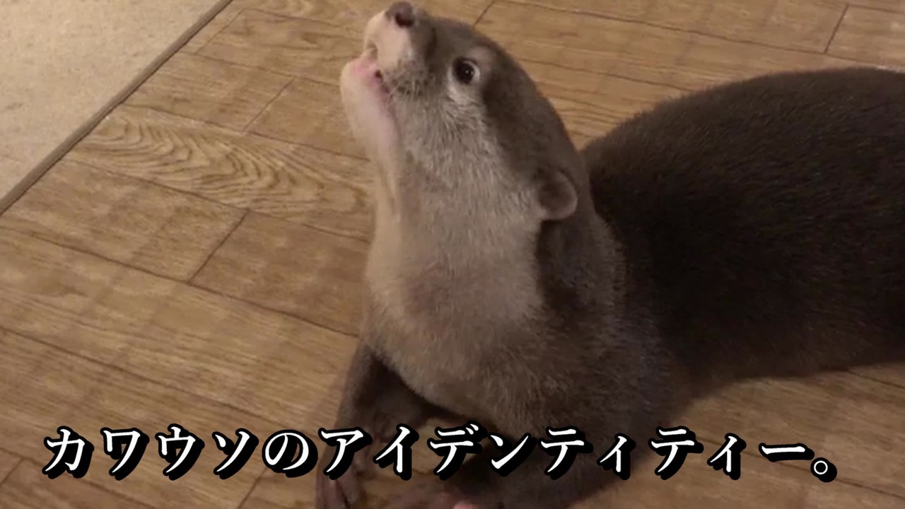 カワウソカフェに行ってみた Loutre カワウソと過ごす時間 京都 ニコニコ動画