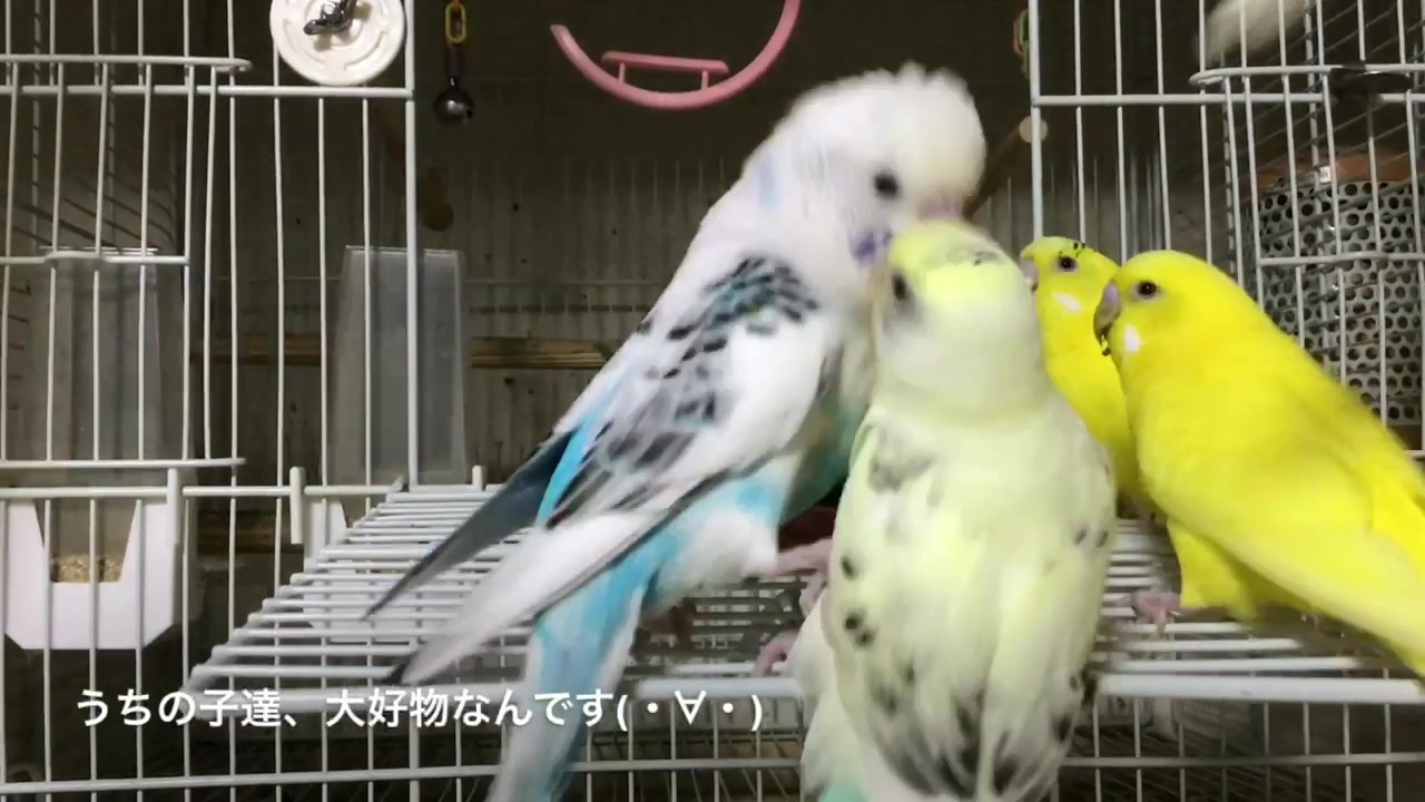 ダウンロード済み かわいい 世界 一 可愛い セキセイ インコ 生まれたて 無料の折り紙画像