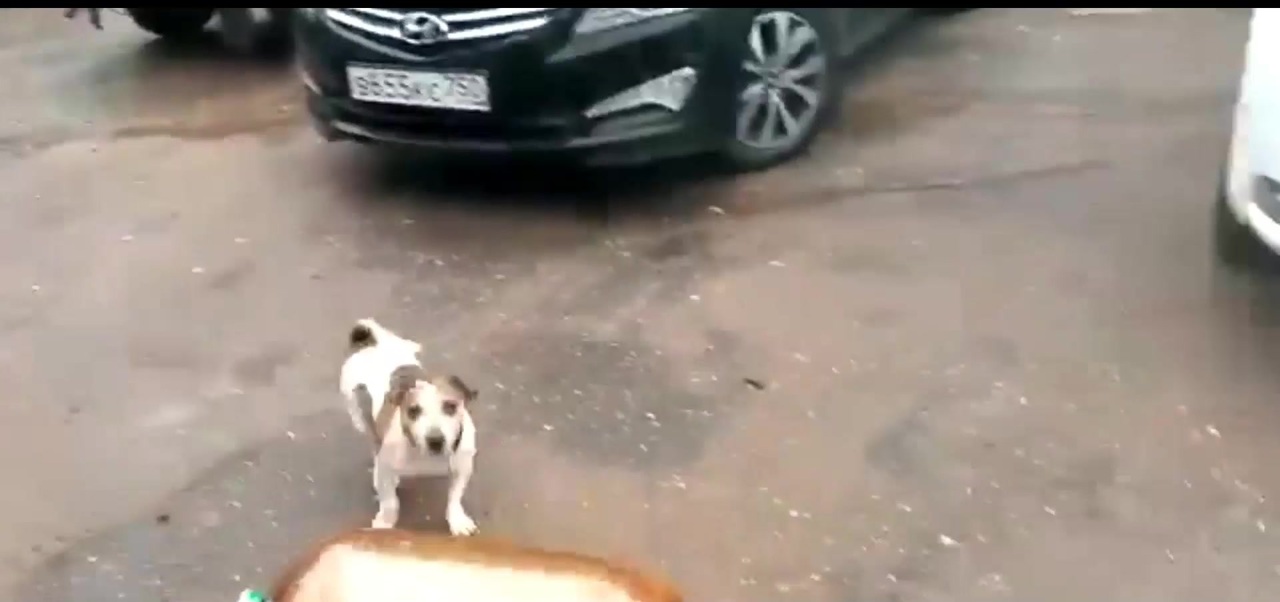 駐車場で遊ぶ犬を襲う悲劇 ニコニコ動画