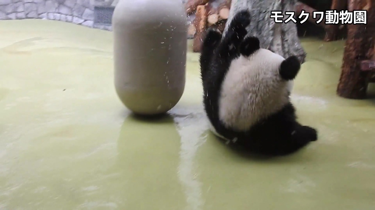 ピックアップ：パンダのライブ動画配信サービス - ニコニコ動画