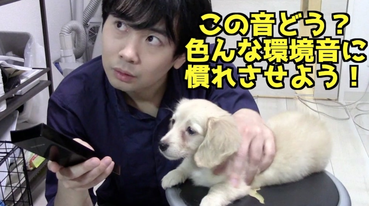 しつけ 犬を色んな環境音に慣れさせよう Youtubeで ワンチュー犬 を検索 ニコニコ動画