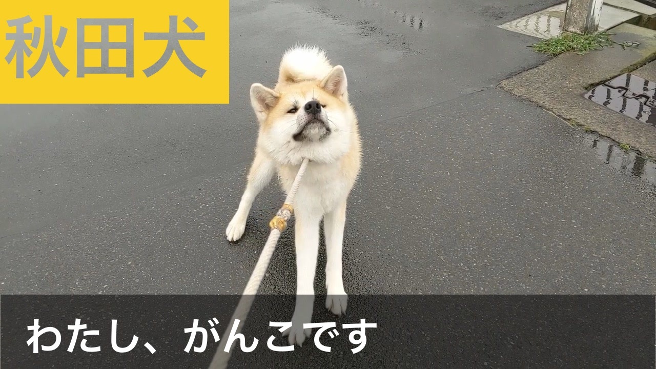 そろそろ秋田犬特有の頑固一徹さが出始めたらんぷちゃん Stubborn Akita Dog ニコニコ動画