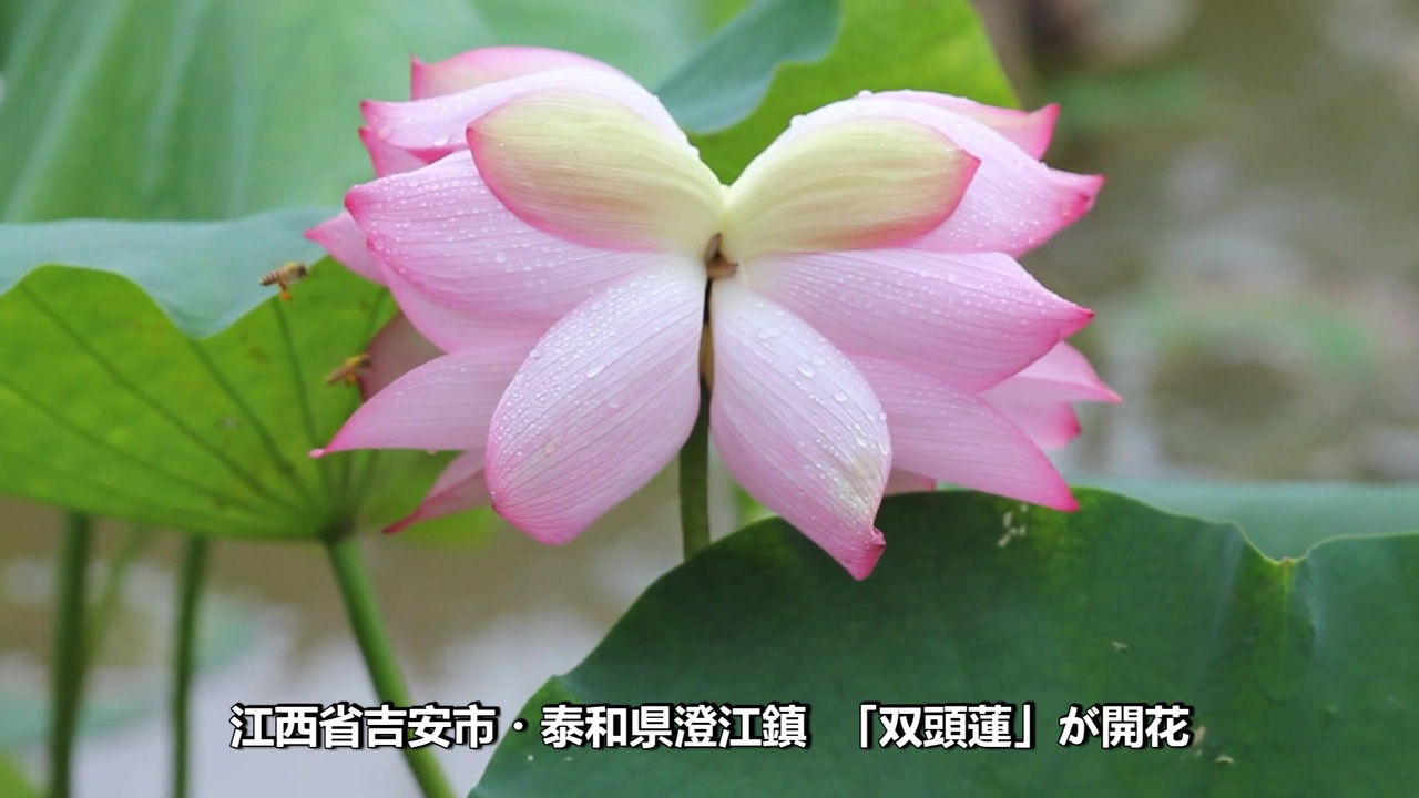 発生率10万分の1 吉祥の 双頭蓮 が開花 自然 動画 ニコニコ動画