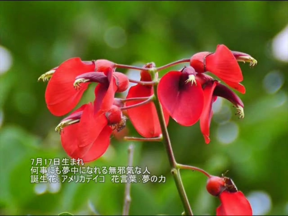 70以上7月17日诞生花