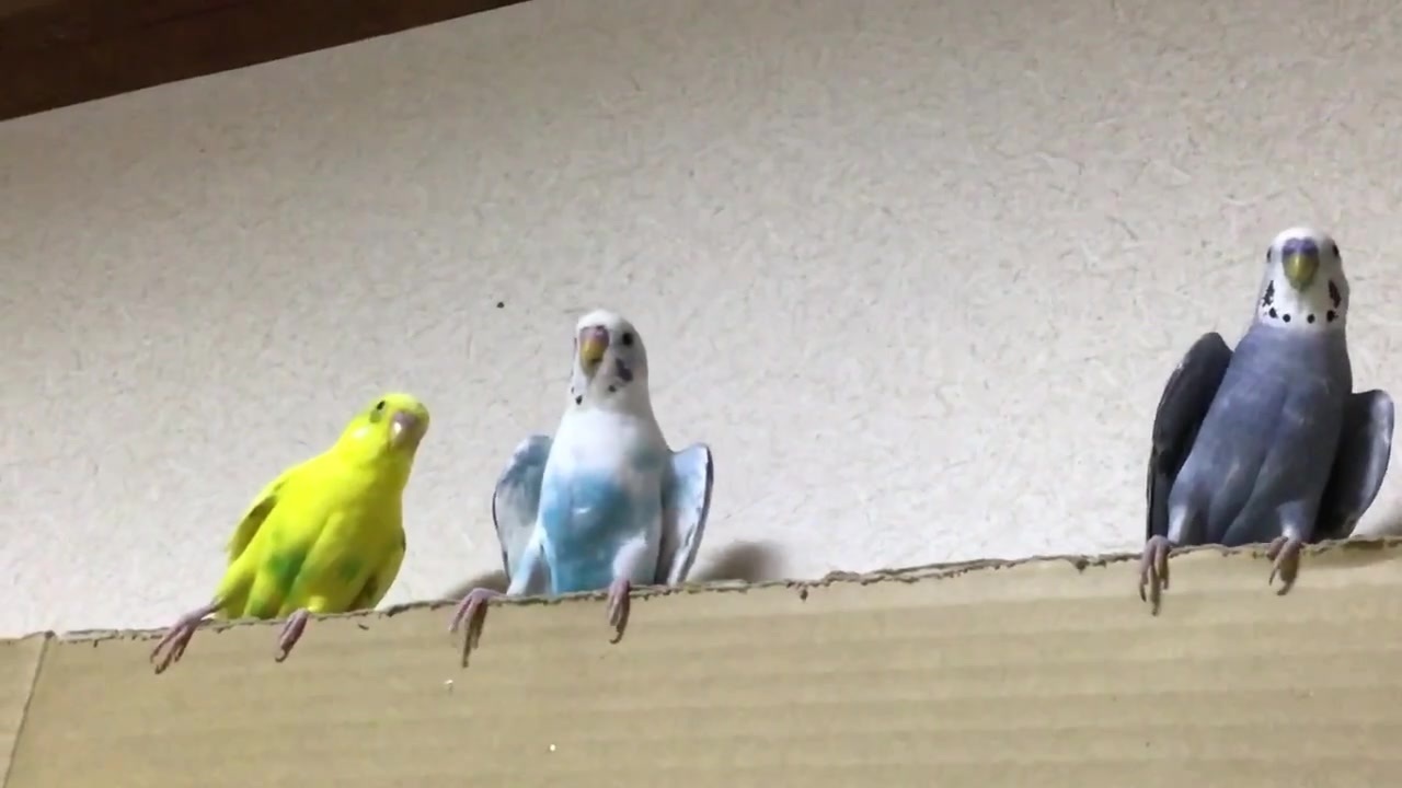 人気の インコ Av アニマルビデオ 動画 1 449本 31 ニコニコ動画