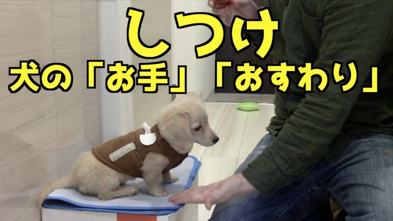 しつけ 犬の お手 おすわり のしつけの仕方 Youtubeで ワンチュー犬 を検索 ニコニコ動画