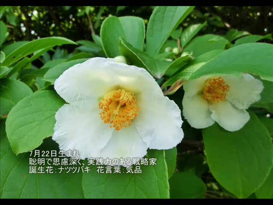 美しい花の画像 上ナツツバキ 花 言葉