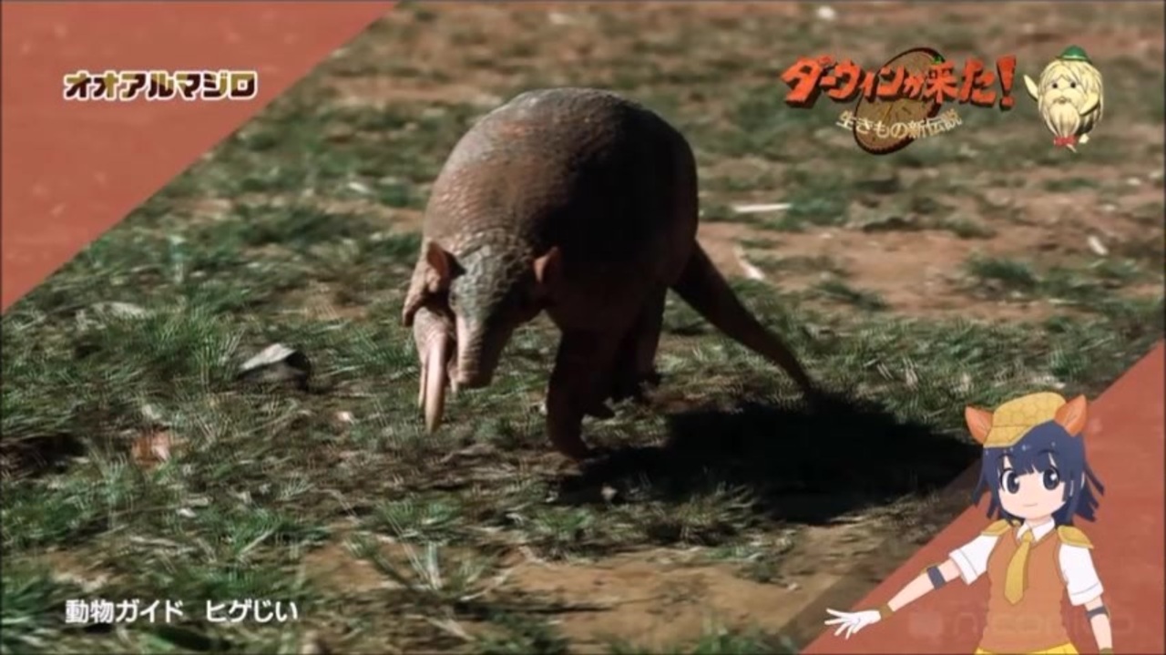 けものフレンズ2 ９話の動物紹介をアフレコしてみた ニコニコ動画