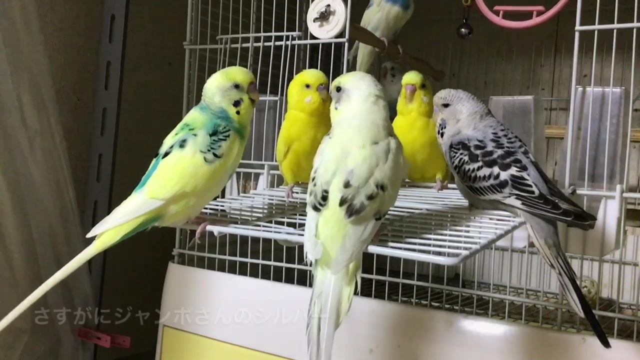 人気の ジャンボセキセイインコ 動画 115本 3 ニコニコ動画