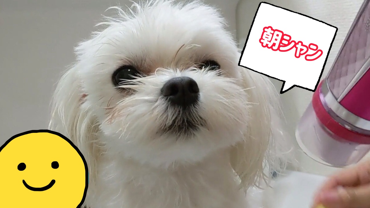 人気の マルプー 動画 12本 ニコニコ動画