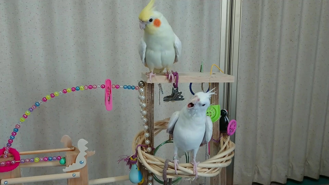 オカメインコ れいくん 歌いまーす ニコニコ動画