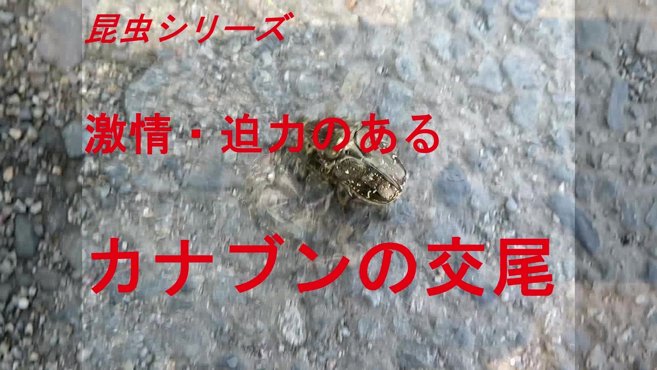 人気の カナブン 動画 91本 3 ニコニコ動画