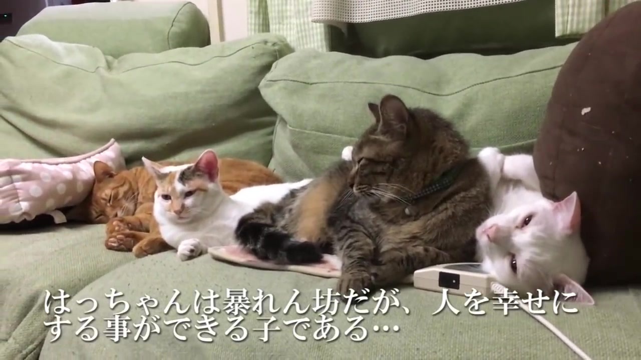 破壊姫猫 宇宙猫兄弟との忘れ得ぬ日々 ニコニコ動画