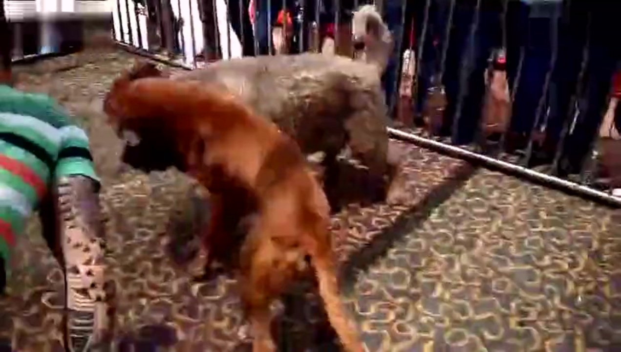 土佐犬vsコーカサス犬 ニコニコ動画
