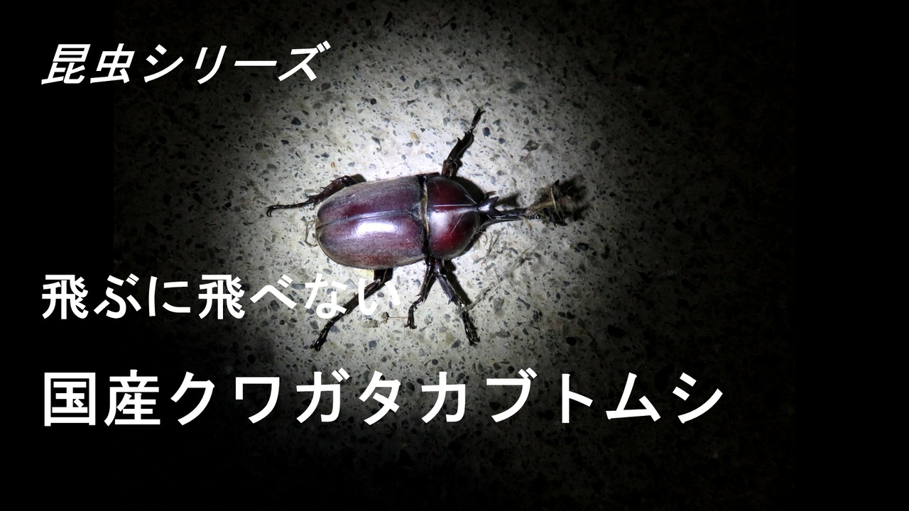 昆虫シリーズ 飛ぶに飛べない国産クワガタカブトムシ ニコニコ動画