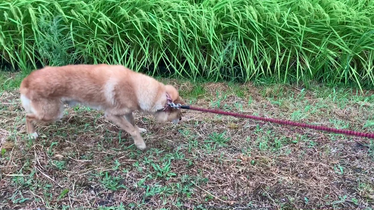 台風だから早く帰りたい飼い主vsまだまだ散歩したい犬 ニコニコ動画