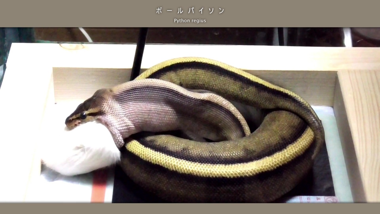 人気の 爬虫類 ヘビ 動画 271本 4 ニコニコ動画