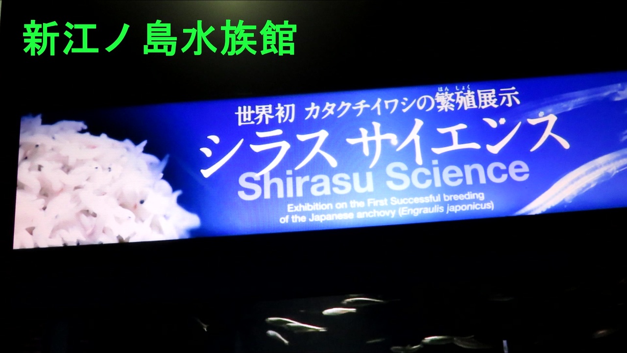 新江ノ島水族館 シラス サイエンス ニコニコ動画