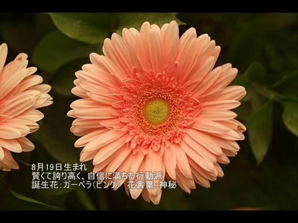 8 月 19 日 誕生 花