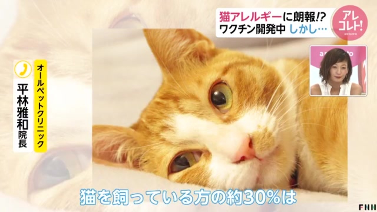 猫アレルギーに朗報 海外でワクチン開発中 しかし ニコニコ動画
