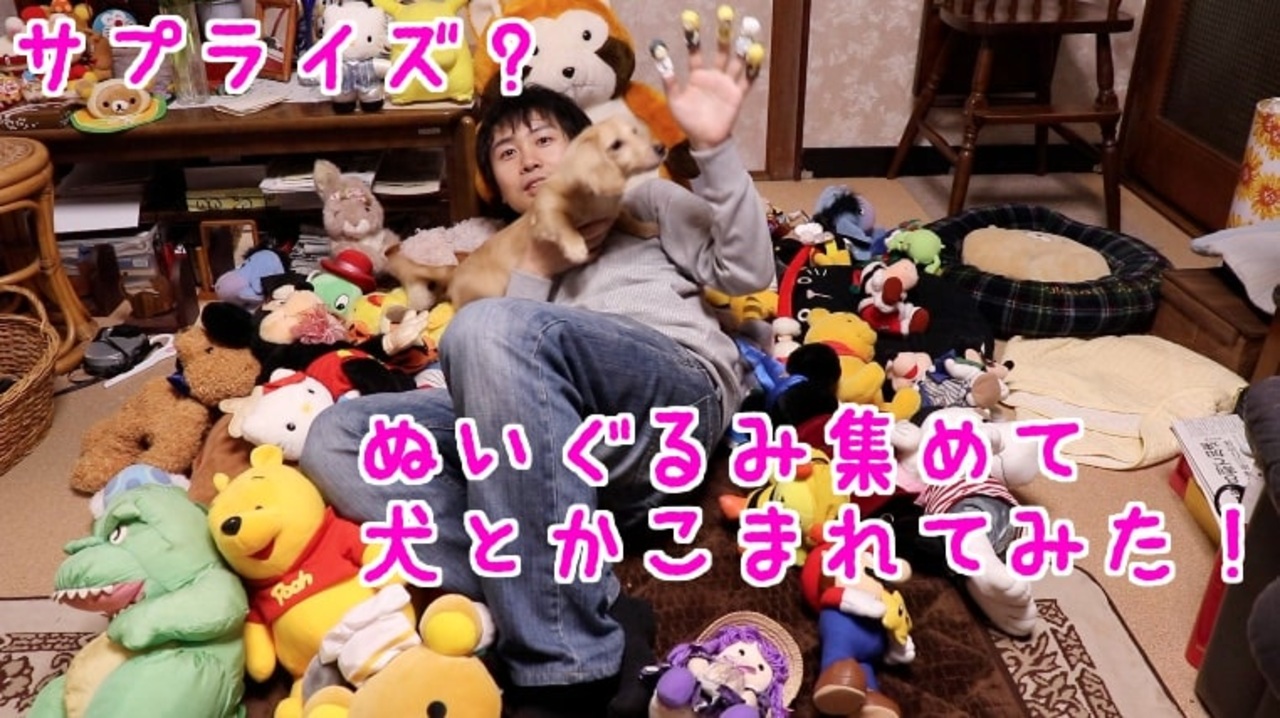 サプライズ 全員集合 家の中のぬいぐるみ集めて囲んで愛犬を喜ばせてみた Youtubeで ワンチュー犬 を検索 ニコニコ動画