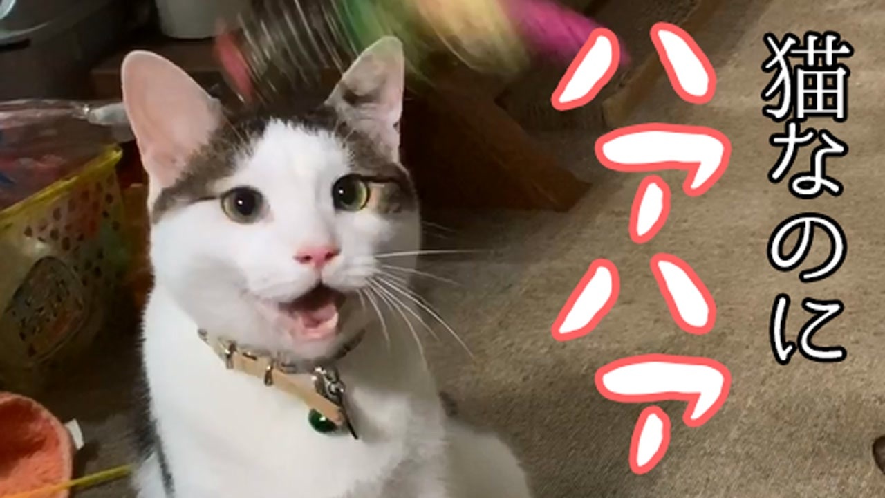 猫じゃらしに興奮しすぎて 犬みたいにハアハアしてしまった猫 ニコニコ動画