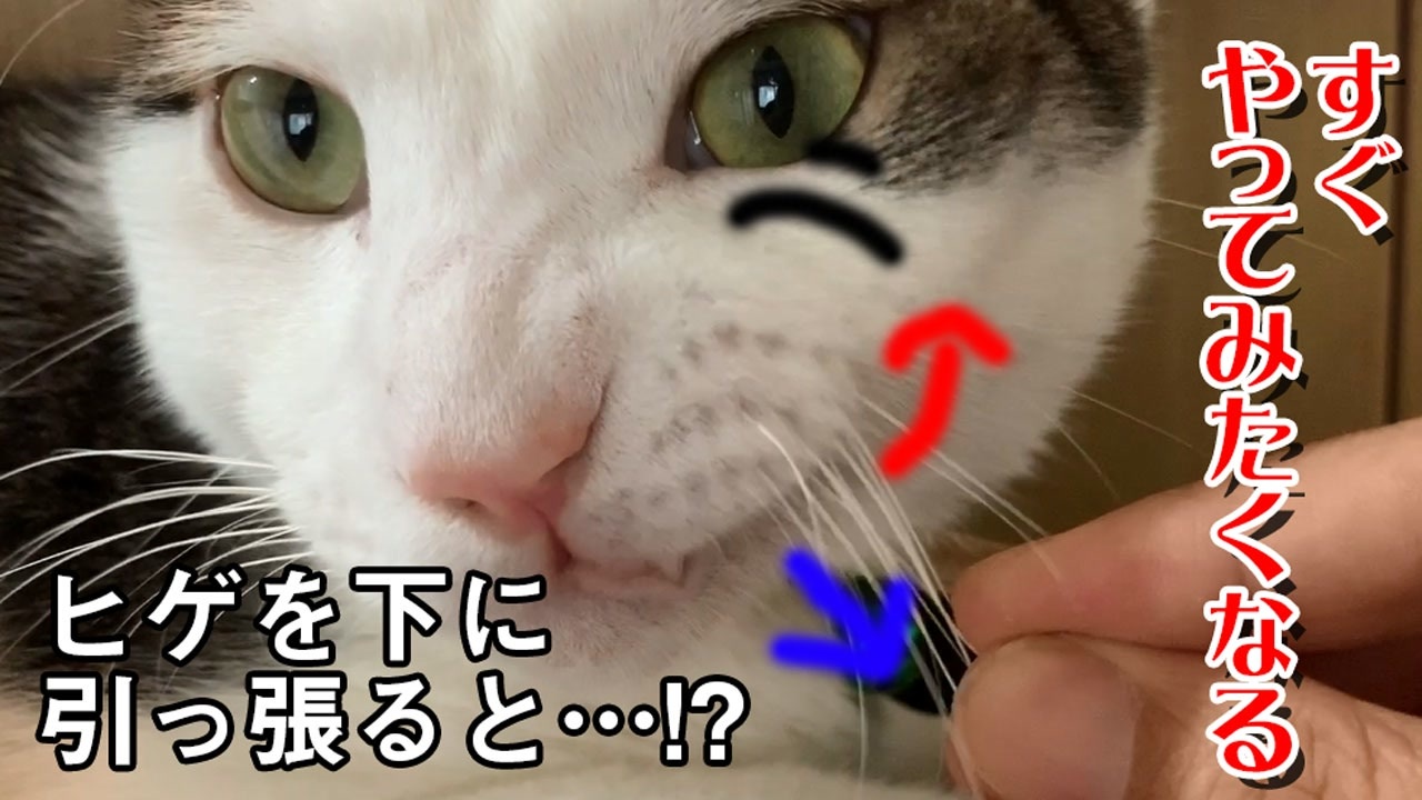 猫のヒゲを下に引っ張ると ニコニコ動画