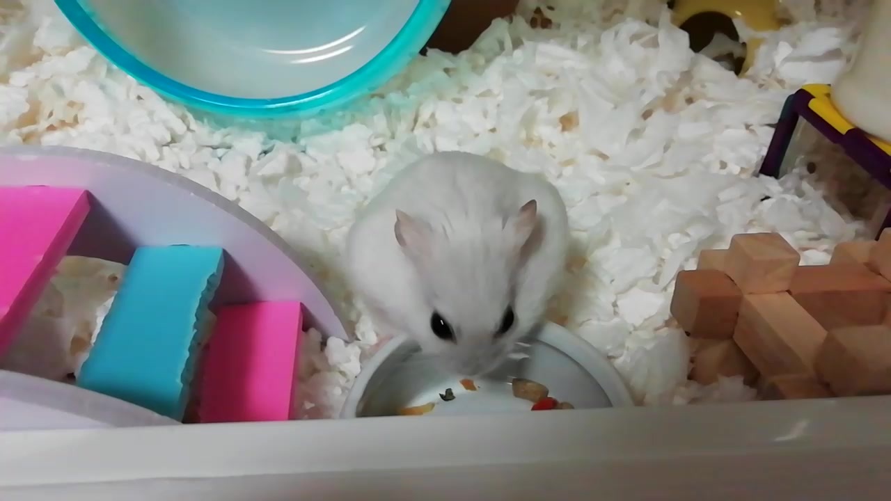 人気の 動物 じゃんがりあん 動画 1 959本 12 ニコニコ動画