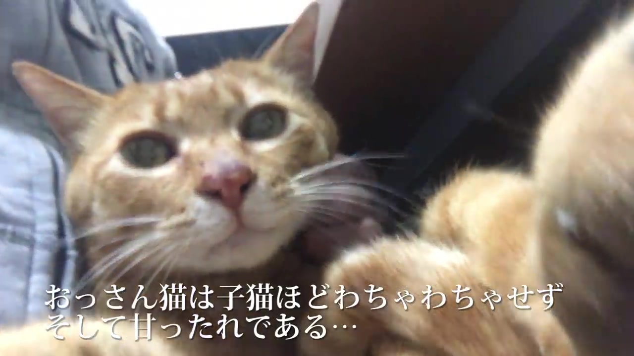 提唱 クマのキャラクターは実はおっさん猫なのではないか ニコニコ動画