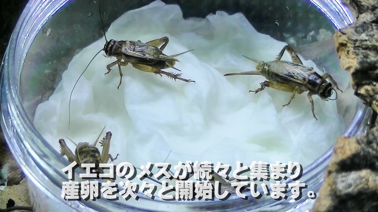 ヨーロッパイエコオロギが産卵しました ニコニコ動画